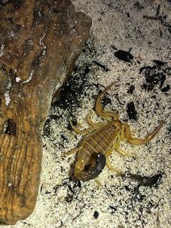 Androctonus australis (Sahara Fat-Tailed Scorpion)