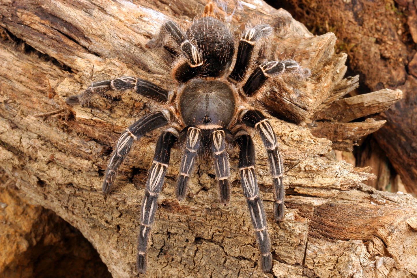 Aphonopelma seemani (Costa Rican Zebra Knee)