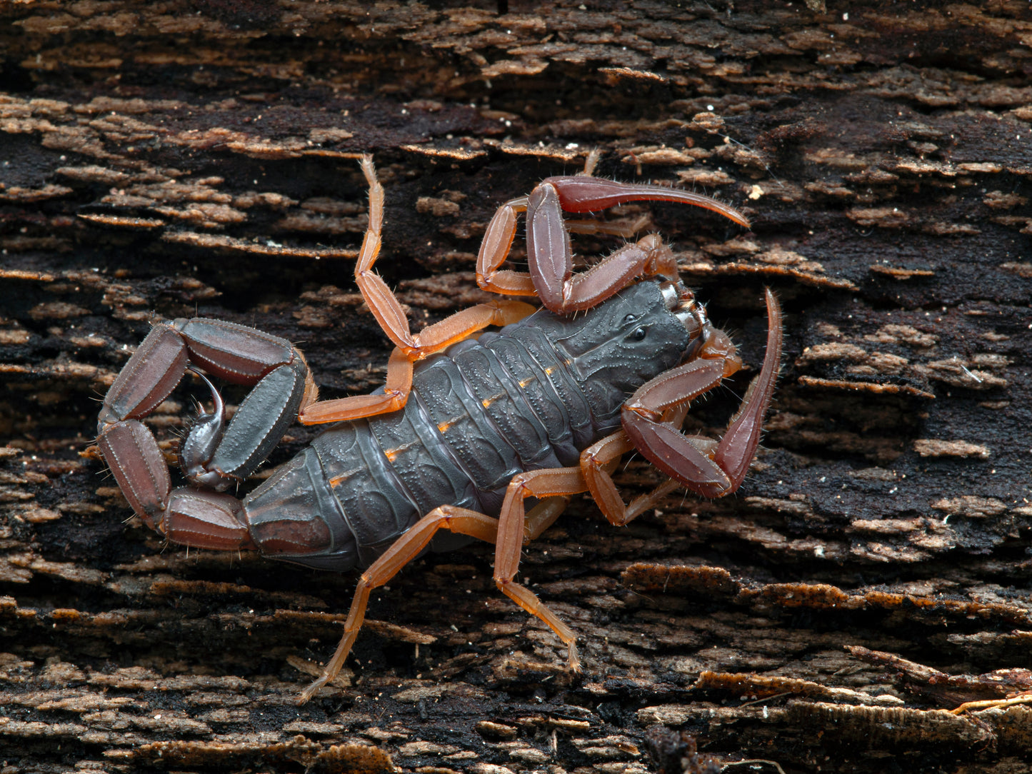 Centruoides gracilis (Florida Bark Scorpion)
