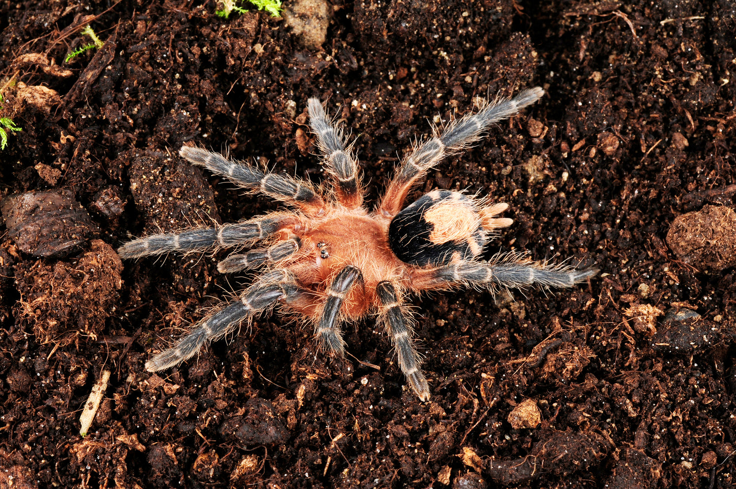 Cyriocosmus perezmilesi (Bolivian Dwarf)