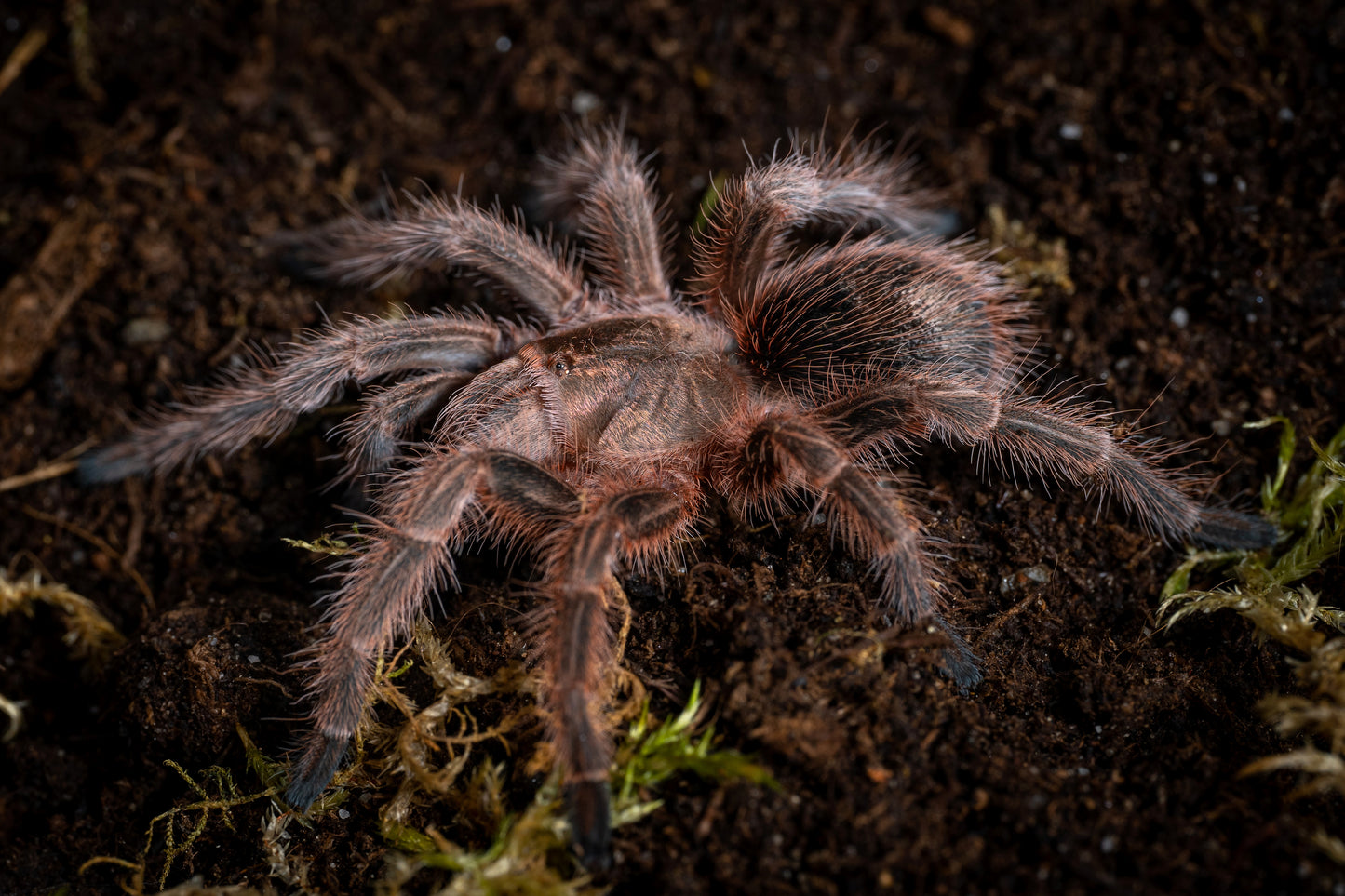 Grammostola rosea 'RCF' (Chilean Rose Hair)