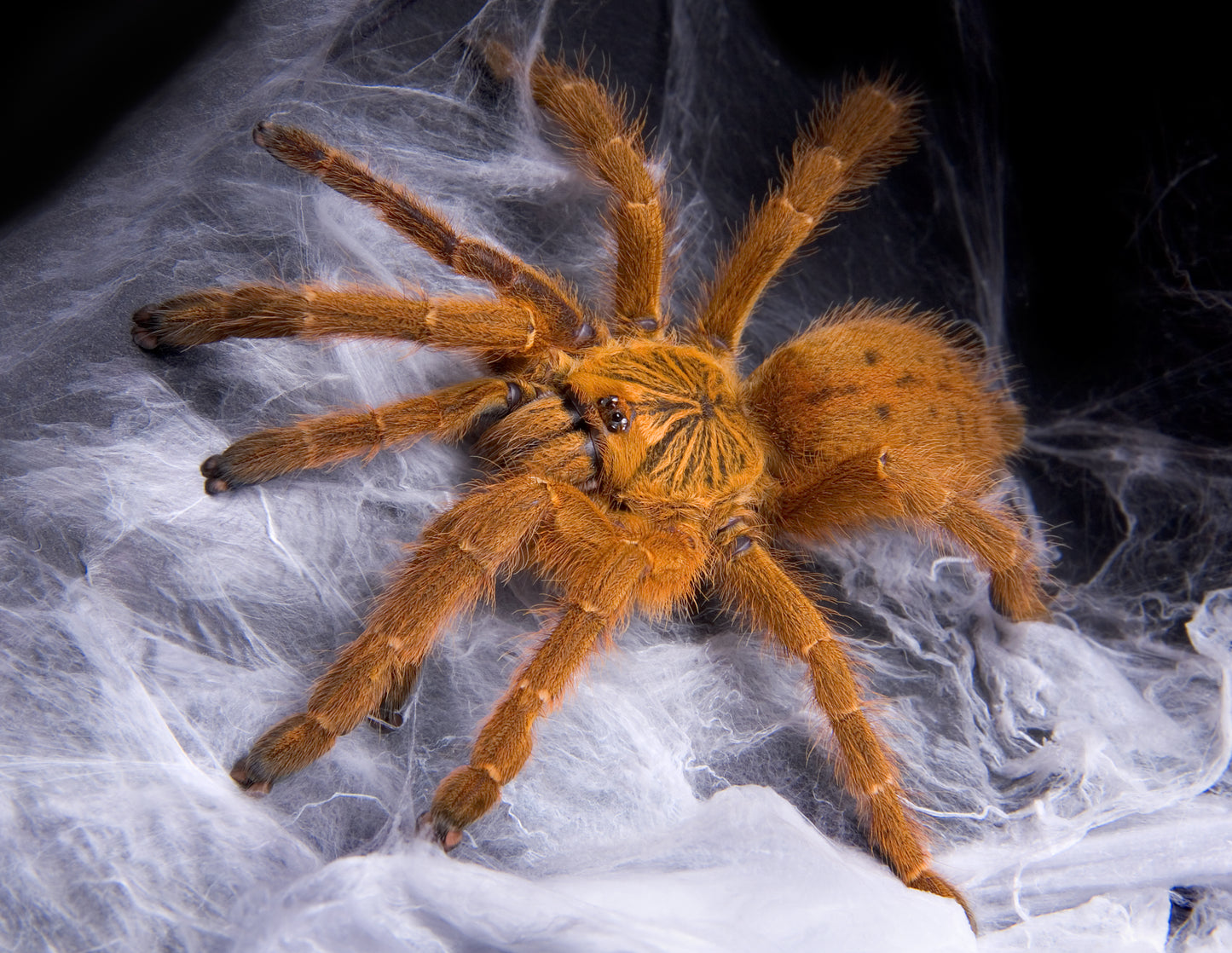 Pterinochilus murinus