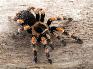 Brachypelma hamorii (Mexican Red Knee)