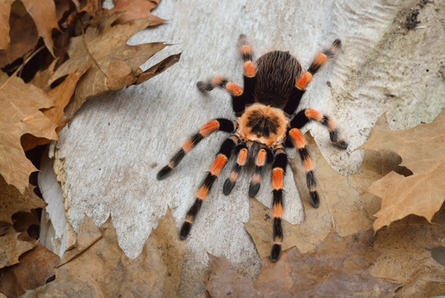 Brachypelma smithi (Giant Mexican Red Knee)