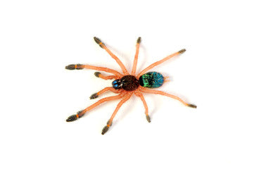Ephebopus cyanognathus
