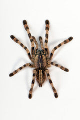 Poecilotheria formosa (Salem Ornamental)