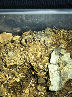 Tityus smithii (Lesser Antilles Thick-Tailed Scorpion)