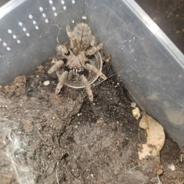 Ornithoctoninae spec. “Ho Chi Minh”