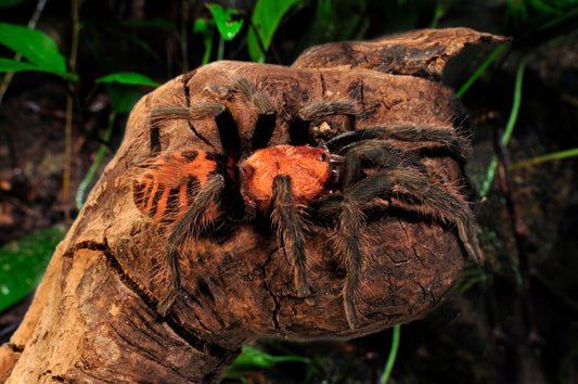 Davus pentaloris (Guatemalan Tiger Rump)