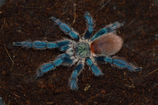 Dolichothele diamantinensis (Brazilian Blue Dwarf Beauty)