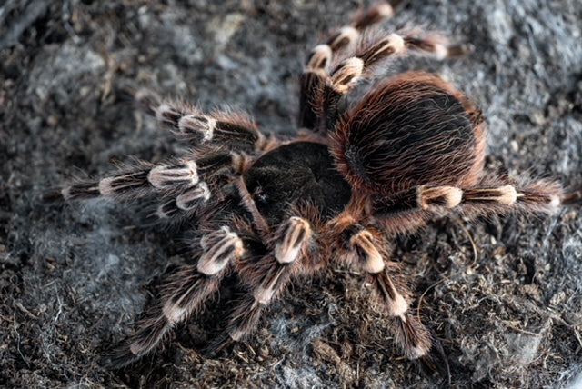 Acanthoscurria geniculata (Brazilian Whiteknee)