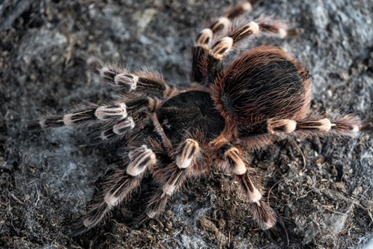 Acanthoscurria geniculata (Brazilian Whiteknee)