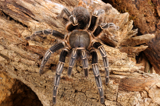 Aphonopelma seemani (Costa Rican Zebra Knee)