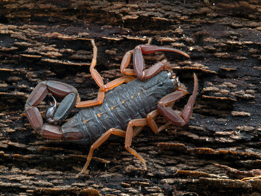 Centruoides gracilis (Florida Bark Scorpion)