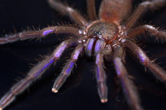 Chilobrachys natanicharum (Electric Blue Earth Tiger)