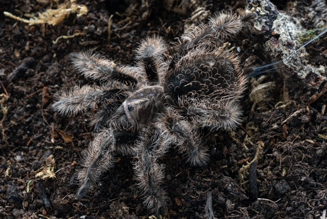 Tliltocatl albopilosum (Curly Hair Tarantula)