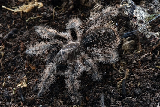 Tliltocatl albopilosum (Curly Hair Tarantula)