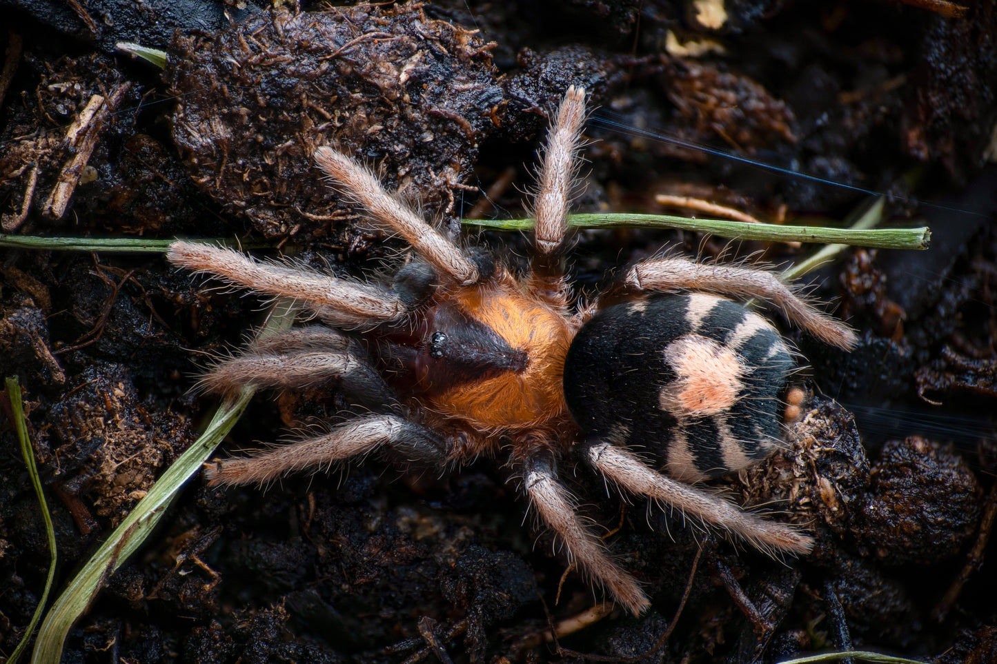 Cyriocosmus elegans (Trinidad Dwarf Tiger)