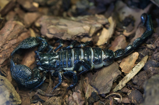 Pandinus imperator (Emperor Scorpion)