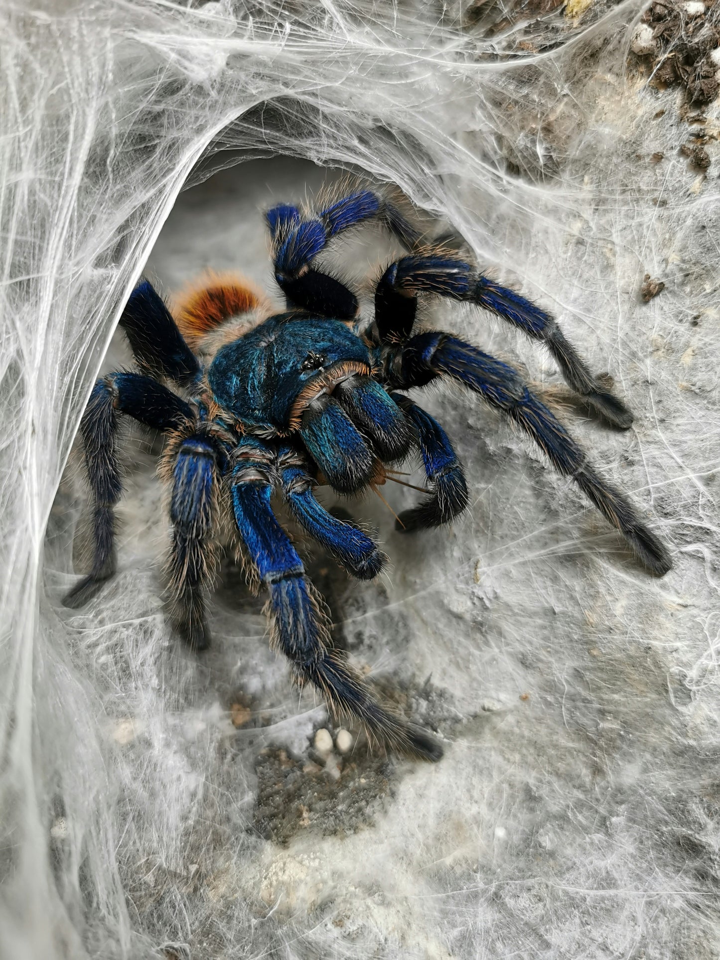 Chromatopelma cyanopubescens (Green Bottle Blue)