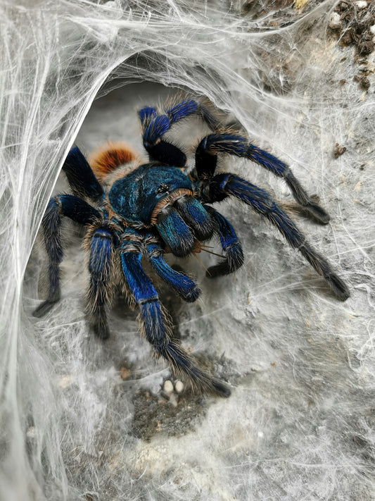 Chromatopelma cyanopubescens (Green Bottle Blue)
