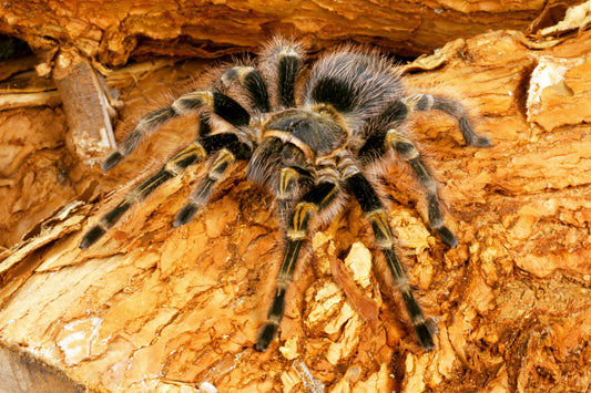 Grammastola pulchripes (Chaco Golden-Knee)