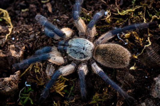 Monocentropus balfouri (Socotra Island Blue Baboon)