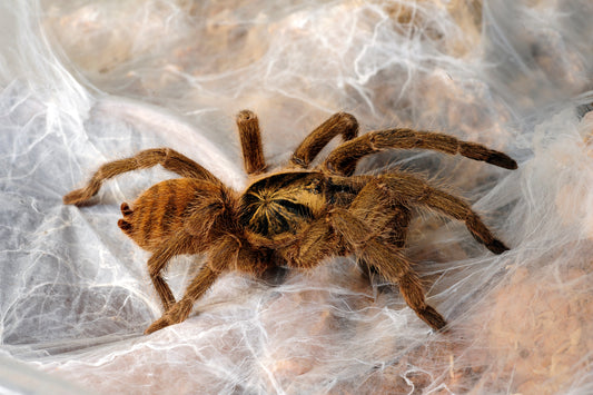 Neoholothele incei (Trinidad Olive Tarantula)