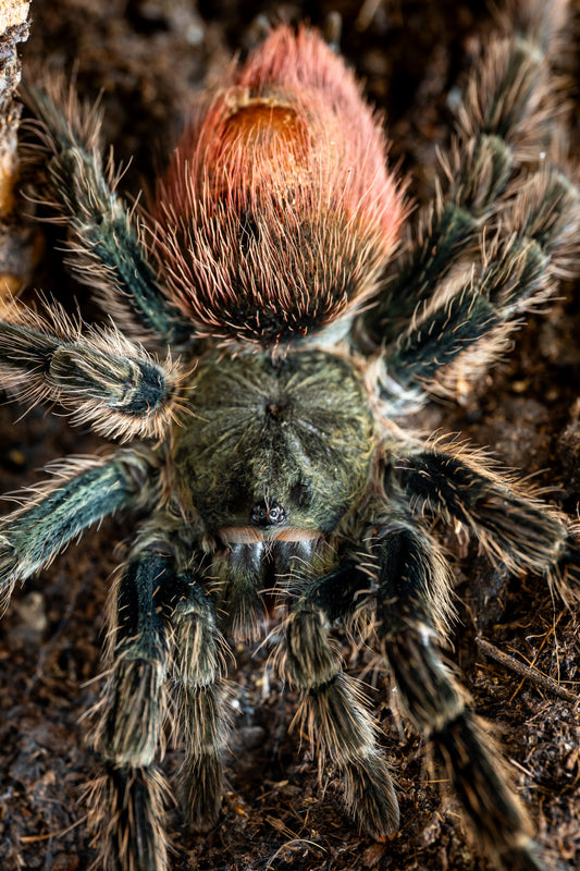 Thrixopelma ockerti (Peruvian Flame Rump)