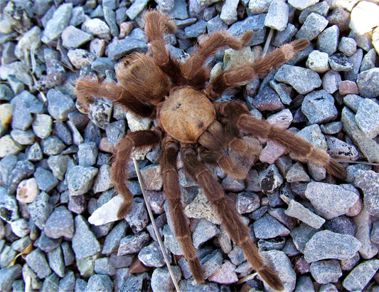 Aphonopelma chalcodes (Arizona Blonde)