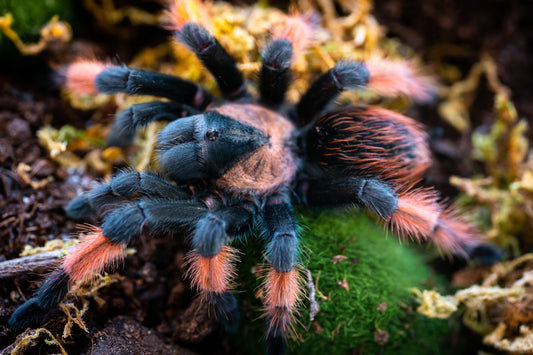 Brachypelma emilia (Mexican Red Leg)