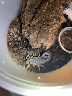 Centruoides margaritatus (Central American Bark Scorpion)