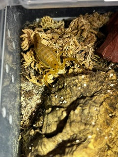 Centruroides sculpturatus — Arizona Bark Scorpion