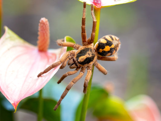 Hapalopus sp. 'Colombia Large' (Pumpkin Patch)