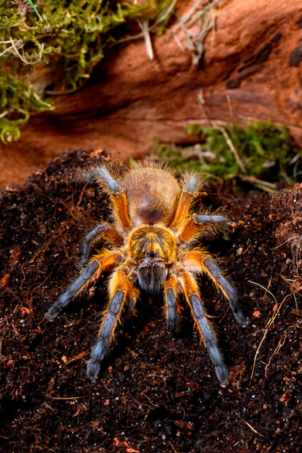 Harpactira pulchripes (The Golden Blue Leg Baboon)