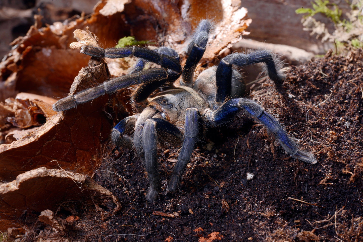 Cyriopagapus lividus (Cobalt Blue)