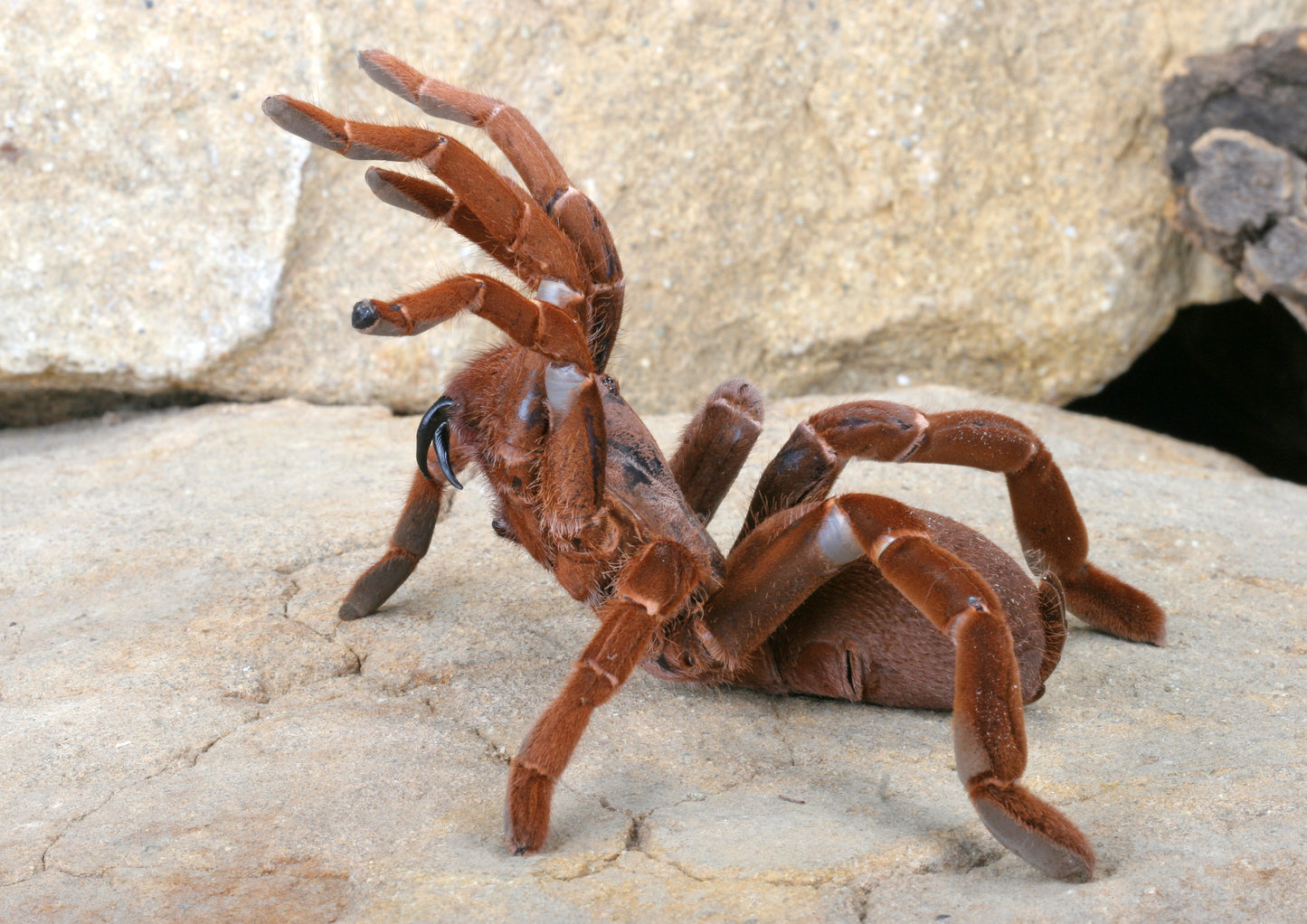 Pelinobius muticus (King Baboon)