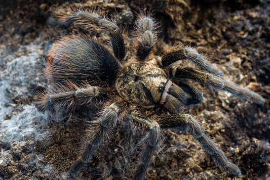 Phormictopus auratus (Cuban Bronze Tarantula)