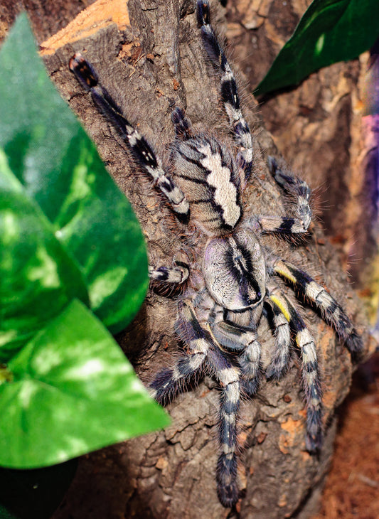 Poecilotheria regalis (Indian Ornamental)