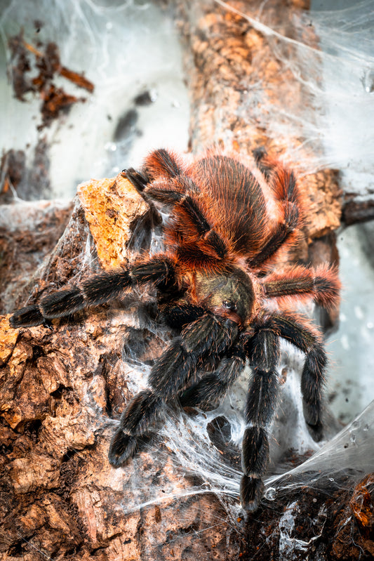 Psalmopoeus victori (Darth Maul)