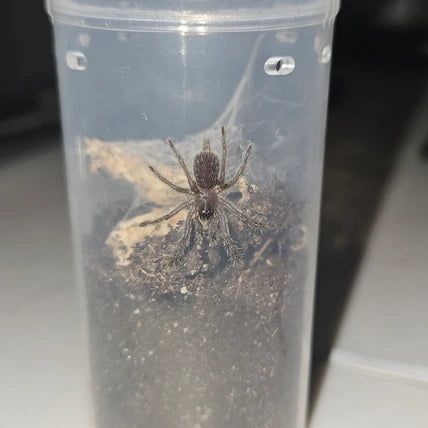 Selenobrachys philippinus (Philippine Tangerine)