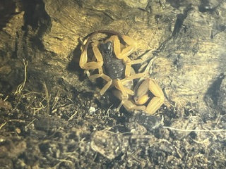 Tityus serrulatus (Brazilian Yellow Scorpion)