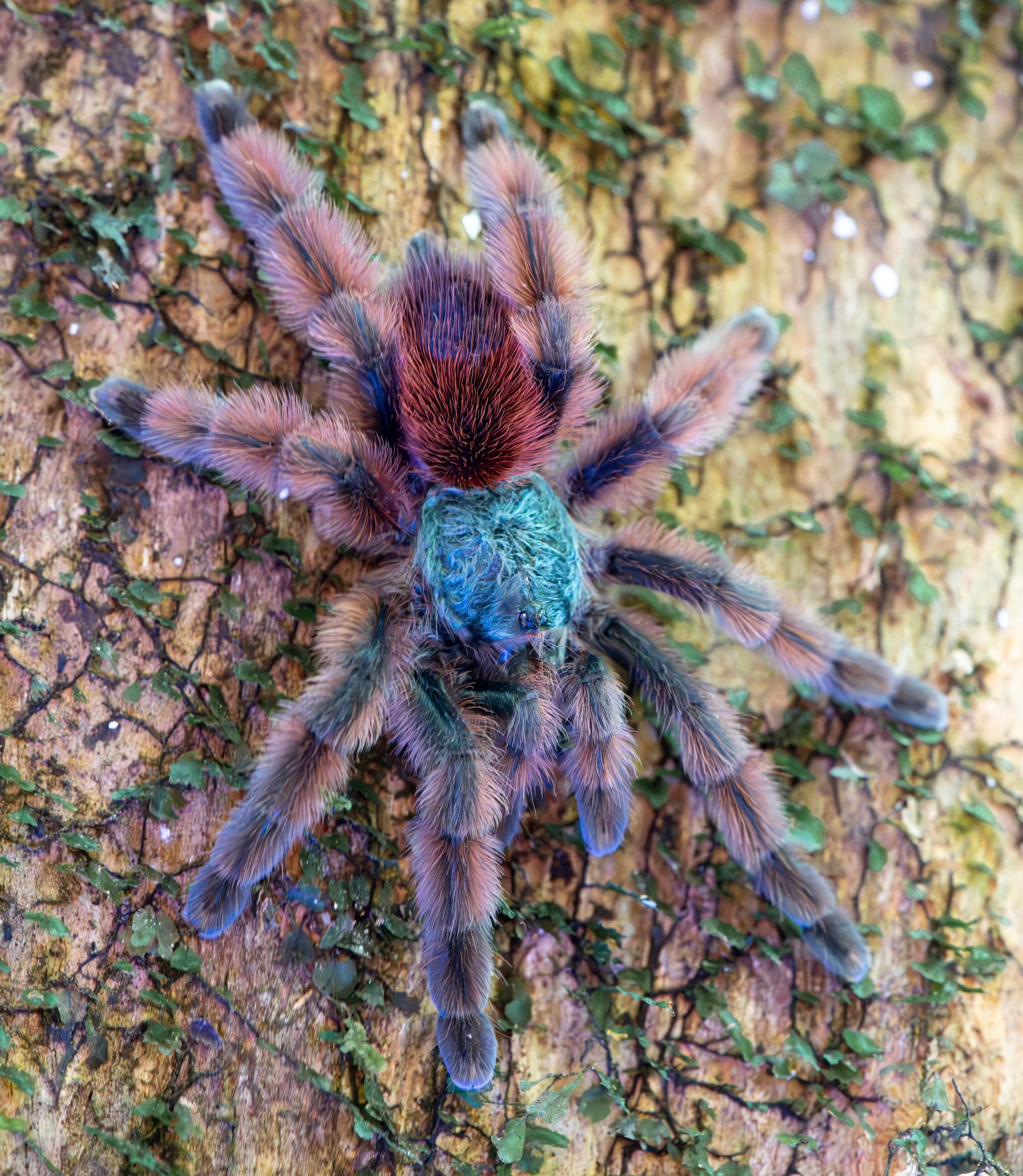 Caribena versicolor (Antilles Pink Toe)