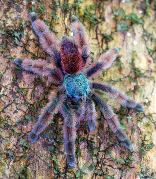 Caribena versicolor (Antilles Pink Toe)